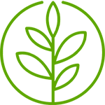 Heilwirkung der Kräuter